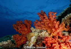 Coral blando by Matilde Llombart 